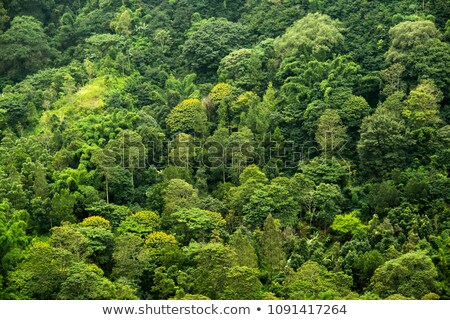 Foto stock: View Of The Probiotic Evergreen Forest From Above Aerial Photography Quadrocopter Aerial Photo