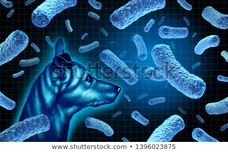 Foto stock: Canine Brucellosis