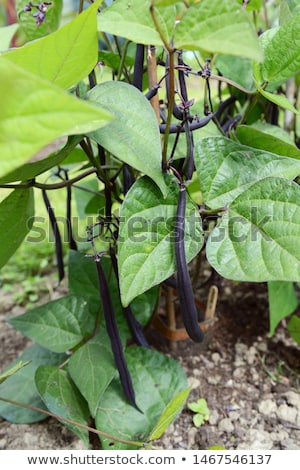 Сток-фото: Purple Bean Hangs From Dwarf French Bean Plant