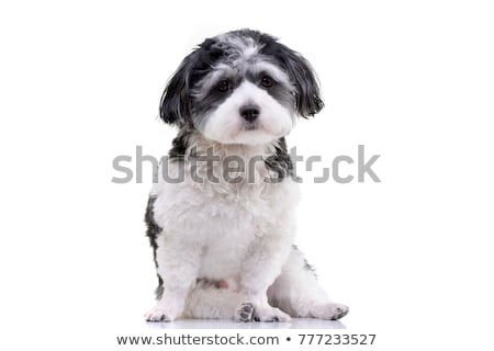 Сток-фото: Studio Shot Of An Adorable Havanese