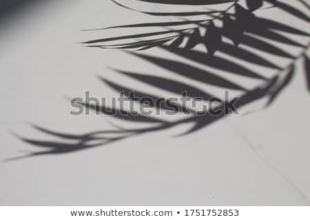 Foto stock: Abstract Art Botanical Shadows Overlay On Black Background For