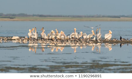 Foto stock: Cormorants Saskatchewan