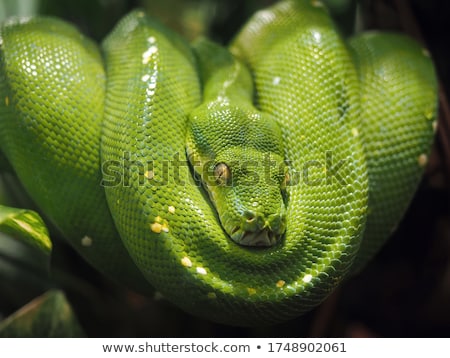Foto stock: Green Tree Python