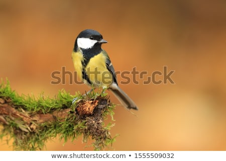 Stock fotó: Great Tit Parus Major