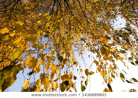 Stock photo: Yellow Autumn Leaves Hanging At The Tree