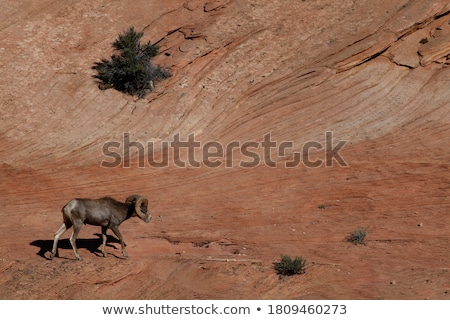 Foto stock: Desert Bighorn Sheep