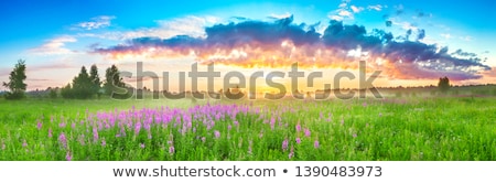 Stock photo: Amazing Sunrise At Summer Meadow With Wildflowers Nature Floral