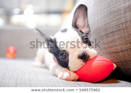 Stock photo: Cute Puppy