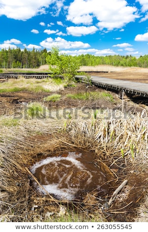 ストックフォト: Nature Reserve Called Soos Czech Republic