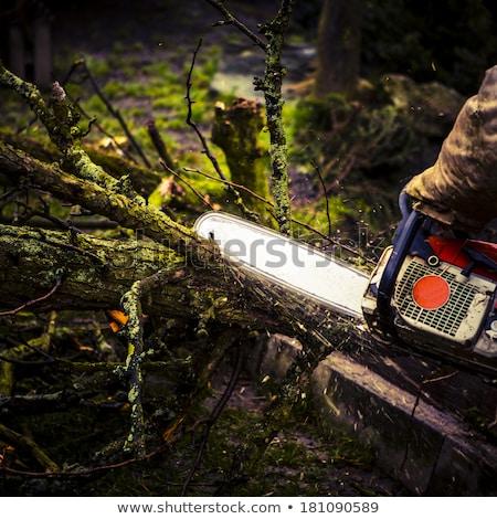 Foto stock: Man Sawing A Log In His Back Yard