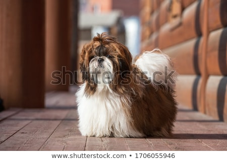 Foto d'archivio: Portrait Of A Cute Shih Tzu Dog