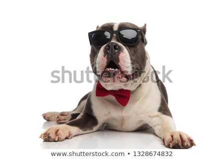 Stock foto: Gentleman American Bully With Sunglasses Lies And Looks Up