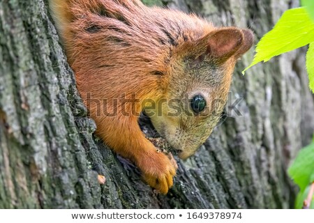 Stock photo: Cute Red Squirrel Sitting On Tree Trunk On Blurred Forest Background