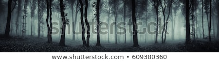 Foto stock: Fog In A Dark Mysterious Forest