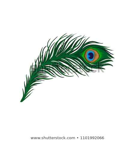 ストックフォト: Beautiful Peacock Feather Vector Illustration