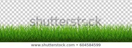 Foto stock: Daisy With Green Grass Background