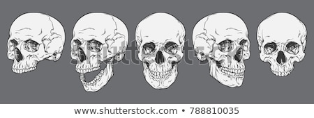 Foto stock: Human Skull - Bone Head Dead Teeth Spooky Scary Pirate Isolated