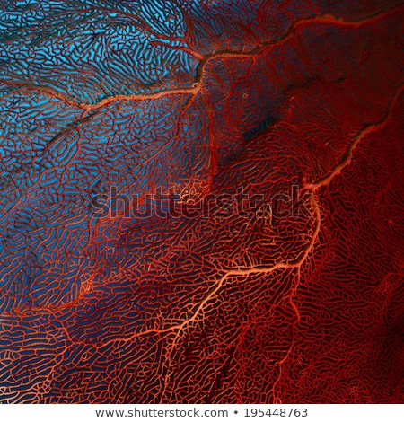 Stockfoto: Coral Texture In The Red Sea