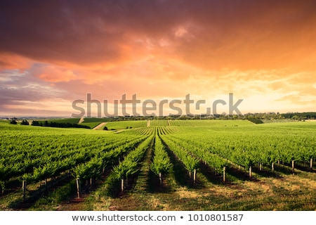 Stock photo: Vineyard In The Barossa