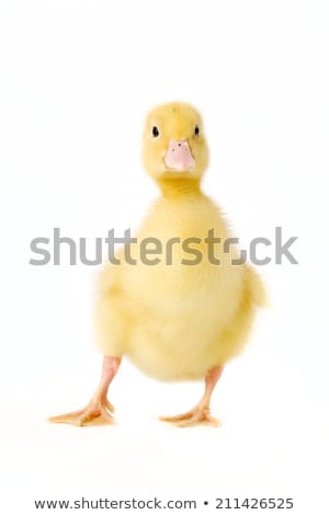 Stock photo: Yellow Fluffy Duckling