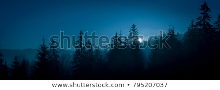 Foto stock: Pines At Night In The Woods Moon Night