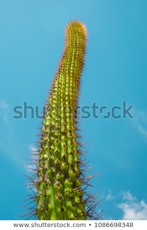 Foto stock: Detail Of Large Cactus
