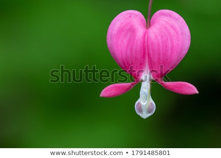 Stock photo: Bleeding Heart