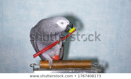 Сток-фото: White Parrot On Wooden Stick