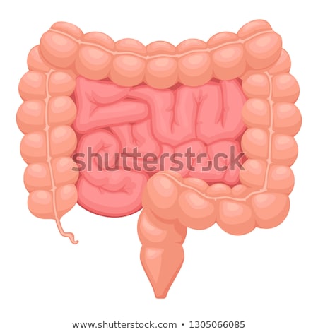 Foto d'archivio: Human Anatomy Large Intestine