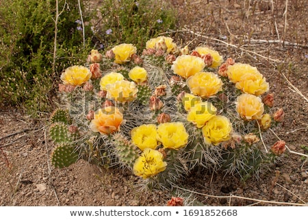 Stock fotó: Plains Prickly Pear Cactus