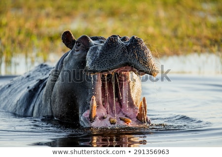 Foto stock: Hippopotamus Botswana Africa Safari Wildlife