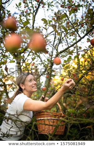 Stockfoto: Middle Aged Woman Picking Apples In Her Orchard