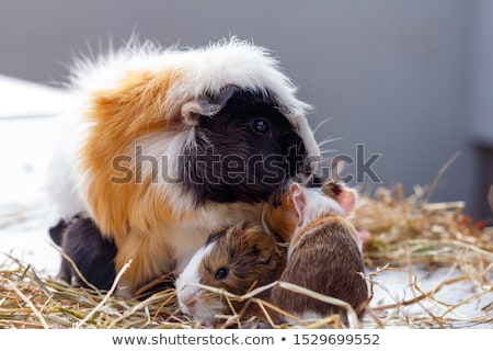 Foto stock: Baby Guinea Pig