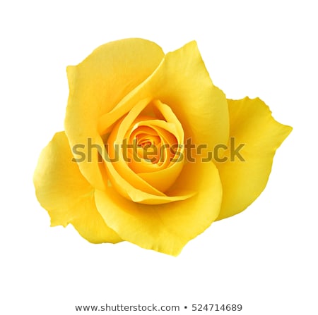 Foto stock: Yellow Rose