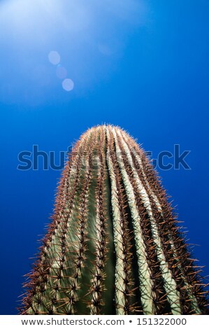 Saguaro With Bokahs Stock fotó © emattil