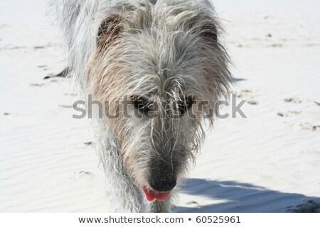 Stockfoto: Typical Grey Irish Wolfhound