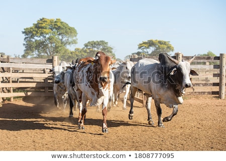 Сток-фото: Cattle Transport