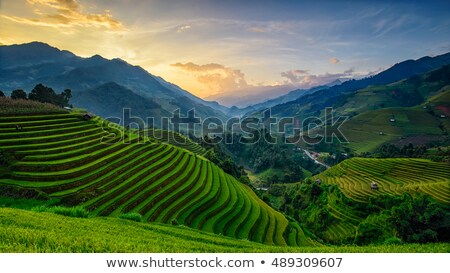 ストックフォト: Rice Fields Panorama At Myanmar Burma