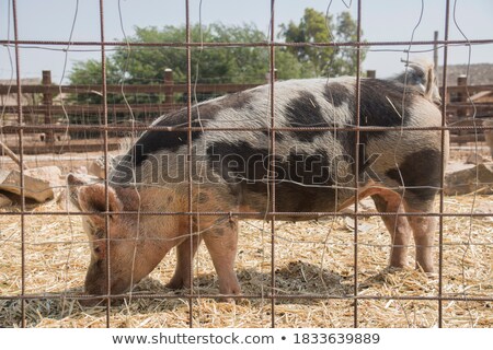 Foto stock: Pig Behind Wire Fence