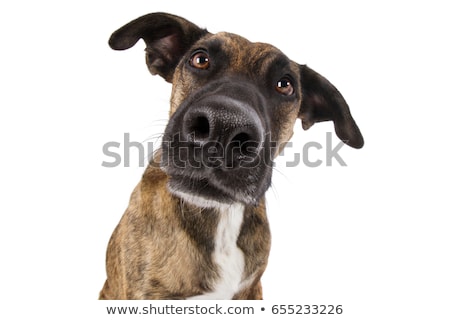 Foto stock: Mixed Breed Funny Dog In A Photo Studio