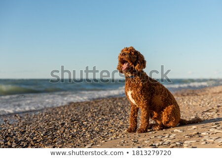 Stock photo: Labradoodle