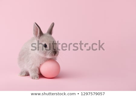 Сток-фото: An Easter Bunny With A Pink Easter Egg