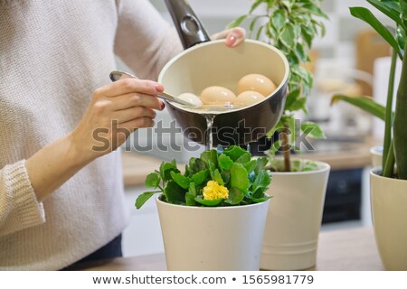 Foto stock: Woman Watering Indoor Plant After Planting In A Flower Pot