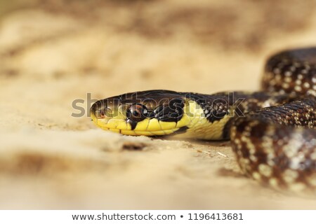 Foto stock: Portrait Of Juvenile Zamenis Longissimus