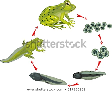 Foto stock: A Frog Life Cycle