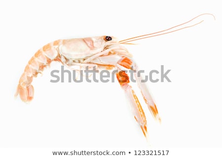 Сток-фото: Fresh Raw Norway Lobsters Aka Scampi