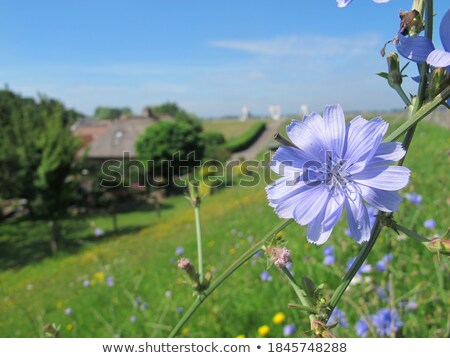 Foto stock: Chicory On Blue Sky