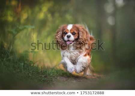 Foto stock: Cavalier King Charles Spaniel