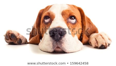 Foto stock: Beagle In Front Of White Background