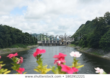 [[stock_photo]]: Flower In Tha Park